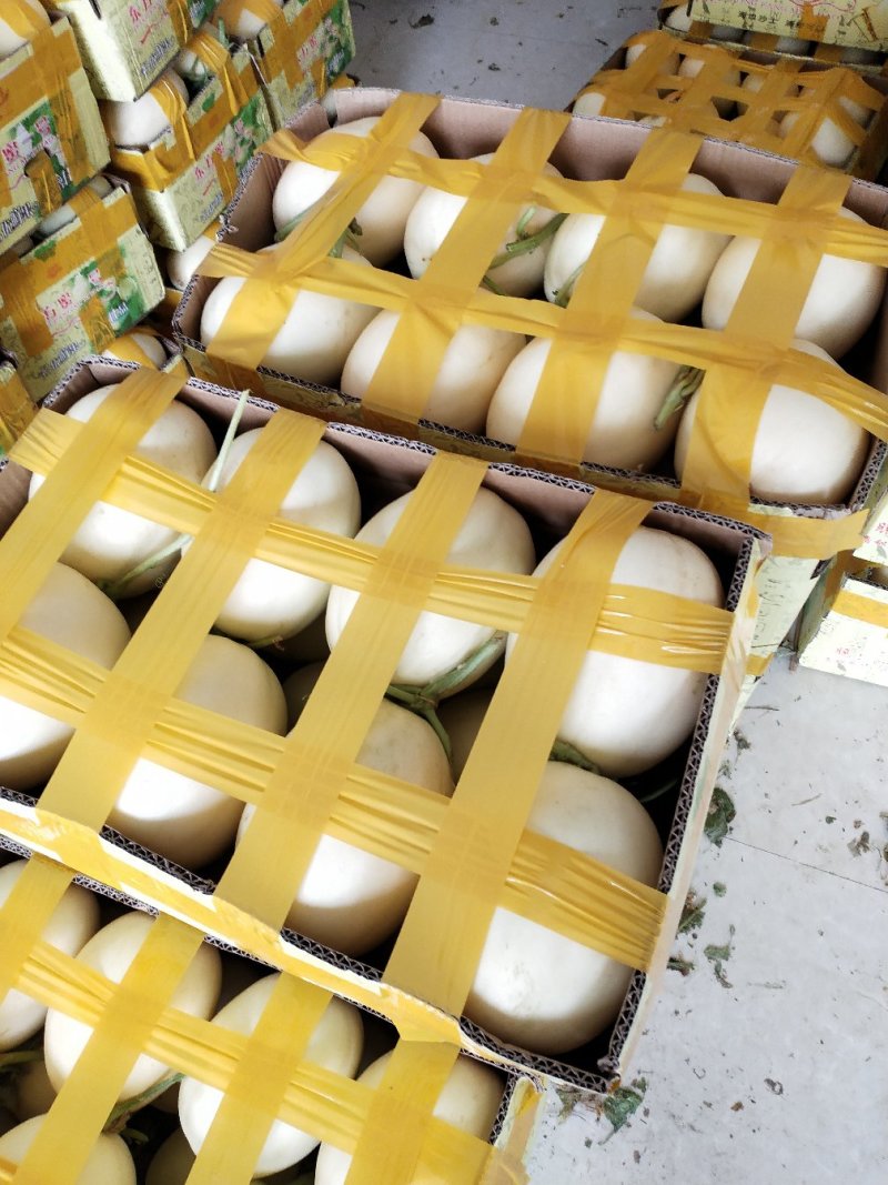 脆梨甜瓜，