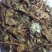 臭牡丹野生中药材晒干无硫臭牡丹叶臭牡丹根茎健康药材1斤包