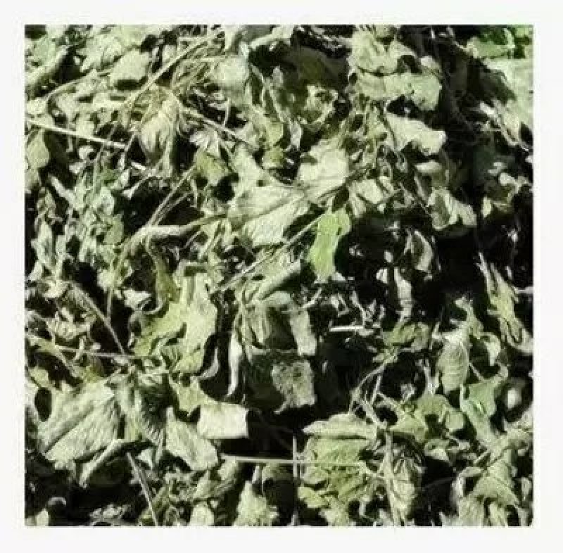 臭牡丹野生中药材晒干无硫臭牡丹叶臭牡丹根茎健康药材1斤包