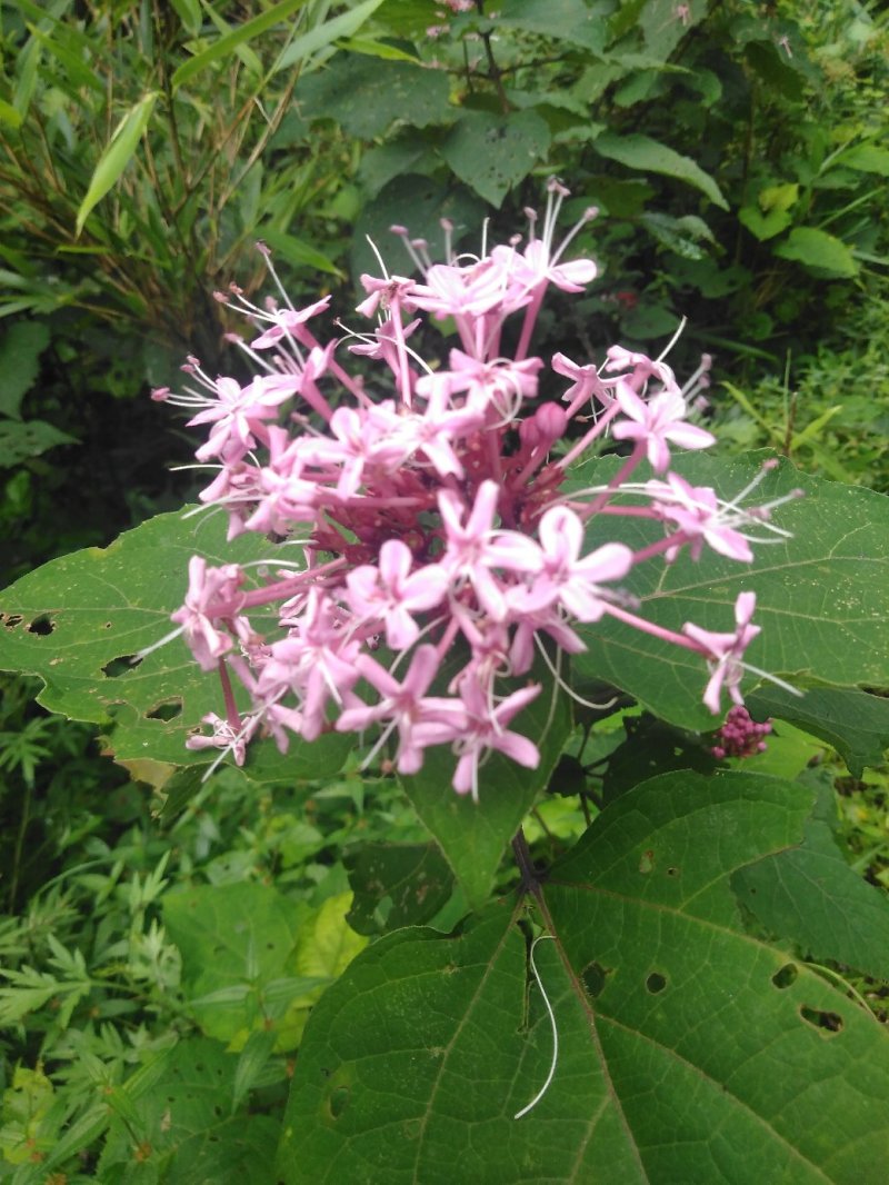臭牡丹野生中药材晒干无硫臭牡丹叶臭牡丹根茎健康药材1斤包