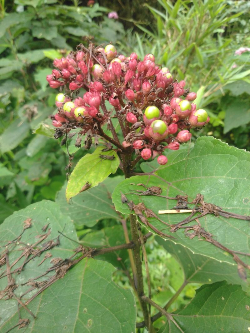 臭牡丹野生中药材晒干无硫臭牡丹叶臭牡丹根茎健康药材1斤包