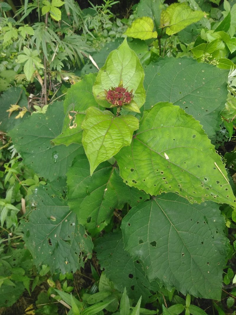 臭牡丹野生中药材晒干无硫臭牡丹叶臭牡丹根茎健康药材1斤包