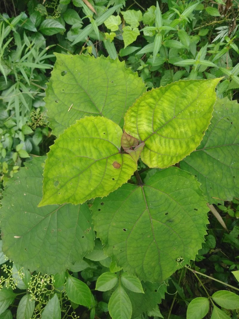 臭牡丹野生中药材晒干无硫臭牡丹叶臭牡丹根茎健康药材1斤包