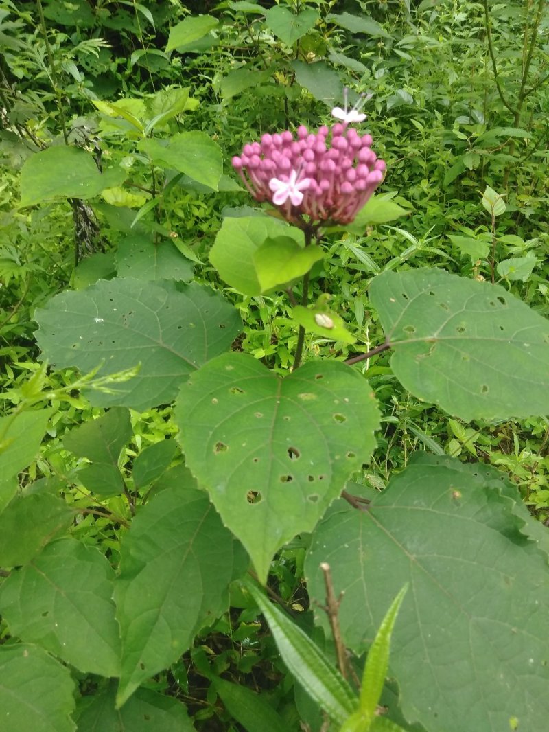 臭牡丹野生中药材晒干无硫臭牡丹叶臭牡丹根茎健康药材1斤包