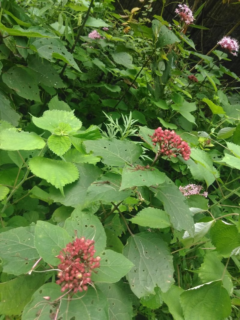 臭牡丹野生中药材晒干无硫臭牡丹叶臭牡丹根茎健康药材1斤包