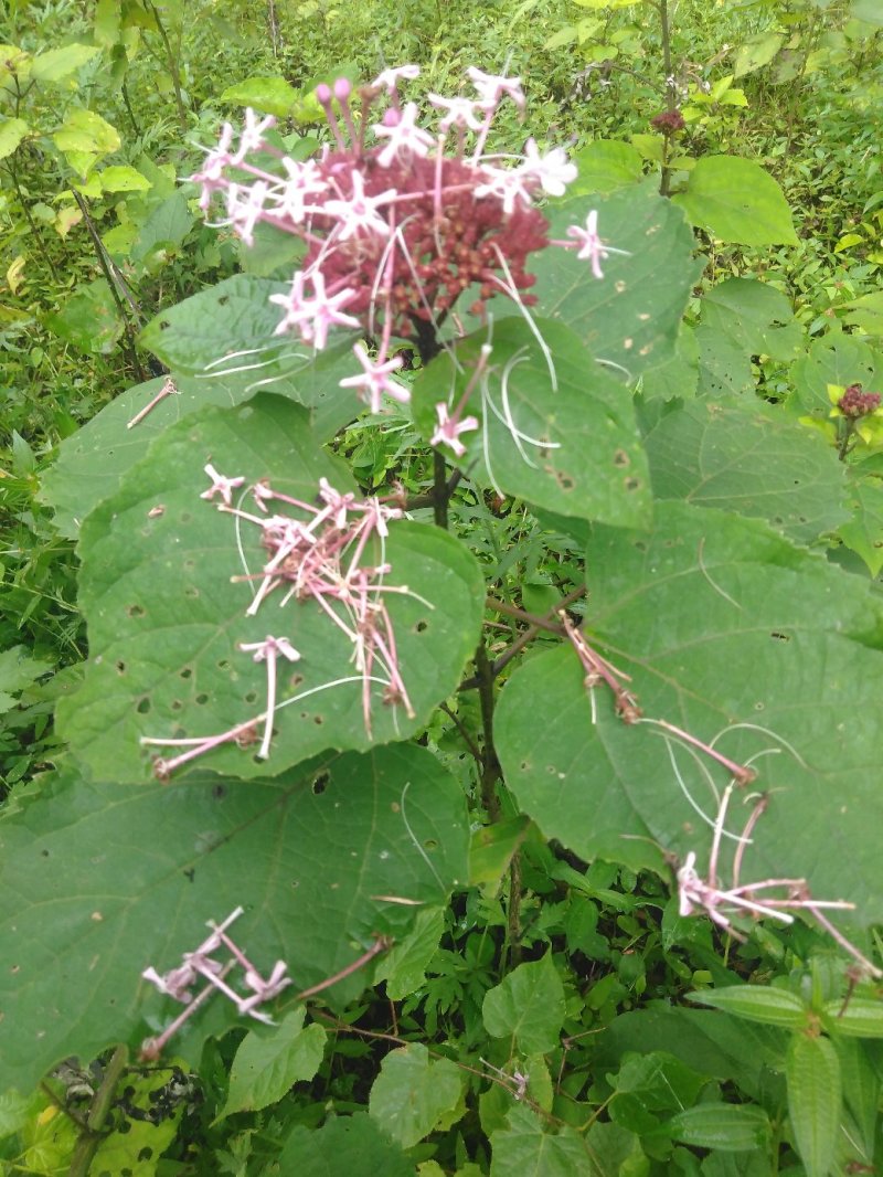 臭牡丹野生中药材晒干无硫臭牡丹叶臭牡丹根茎健康药材1斤包