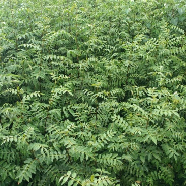 大红袍花椒苗花椒苗价格低数量大质量好品种纯