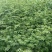 大红袍花椒苗花椒苗价格低数量大质量好品种纯