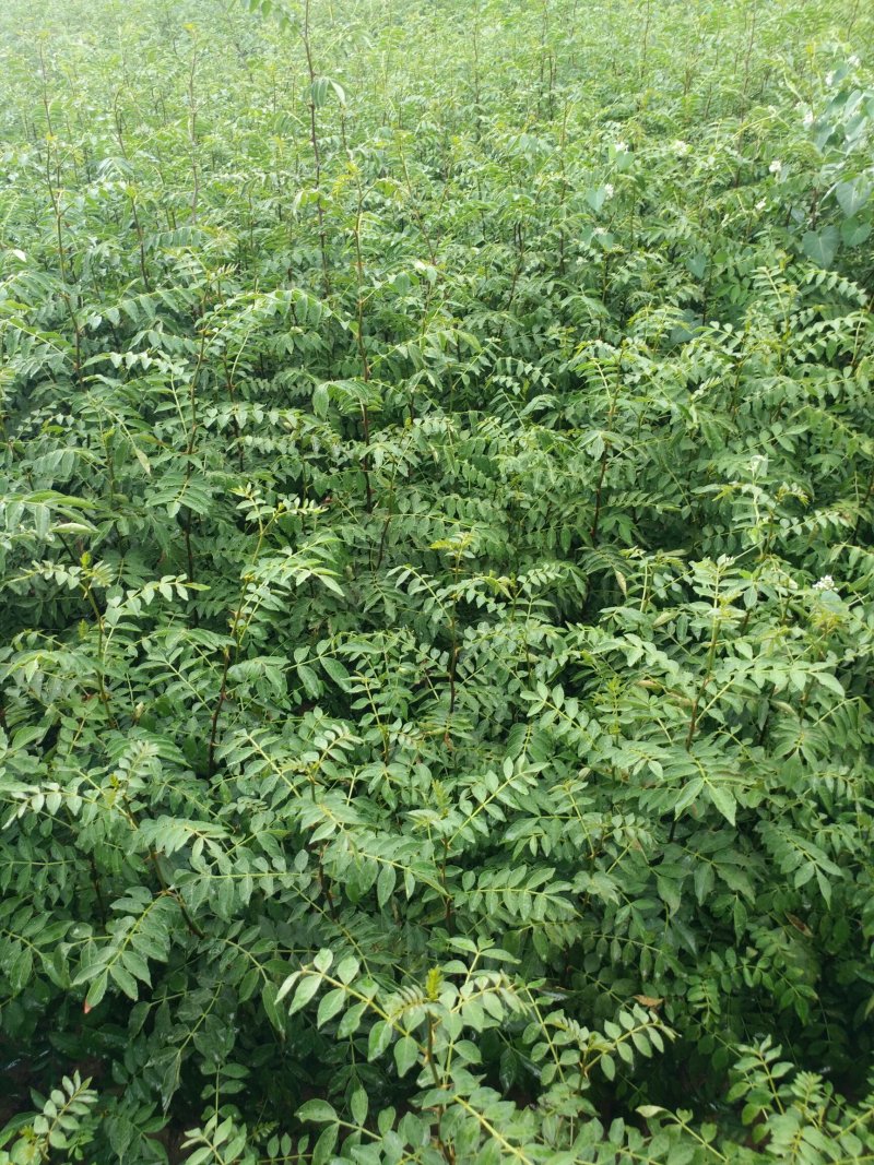 大红袍花椒苗花椒苗价格低数量大质量好品种纯
