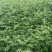大红袍花椒苗花椒苗价格低数量大质量好品种纯