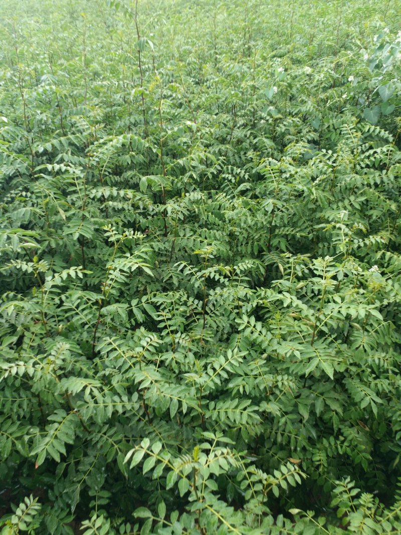 大红袍花椒苗花椒苗价格低数量大质量好品种纯