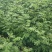 大红袍花椒苗花椒苗价格低数量大质量好品种纯