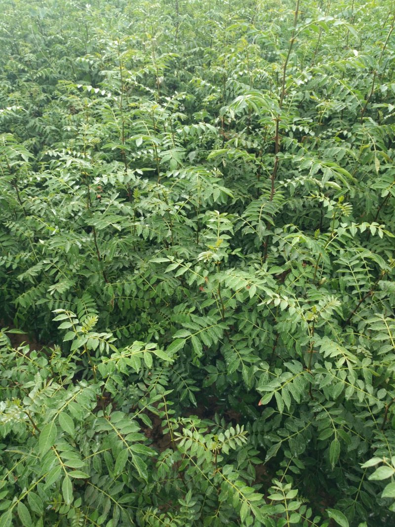 大红袍花椒苗花椒苗价格低数量大质量好品种纯