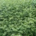 大红袍花椒苗花椒苗价格低数量大质量好品种纯