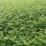 大红袍花椒苗花椒苗价格低数量大质量好品种纯