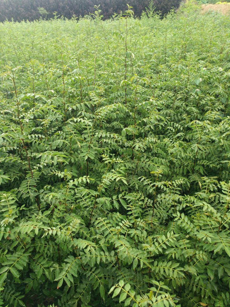 大红袍花椒苗花椒苗价格低数量大质量好品种纯