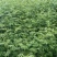 大红袍花椒苗花椒苗价格低数量大质量好品种纯