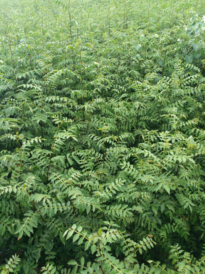 大红袍花椒苗花椒苗价格低数量大质量好品种纯