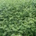 大红袍花椒苗花椒苗价格低数量大质量好品种纯