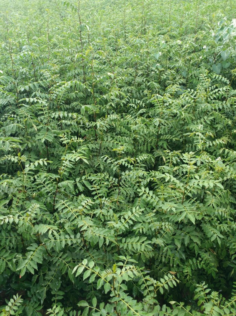 大红袍花椒苗花椒苗价格低数量大质量好品种纯