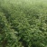 大红袍花椒苗花椒苗价格低数量大质量好品种纯