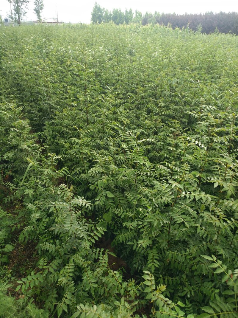 大红袍花椒苗花椒苗价格低数量大质量好品种纯