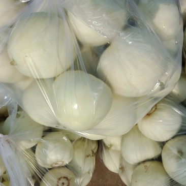 供应大棚头茬甜瓜