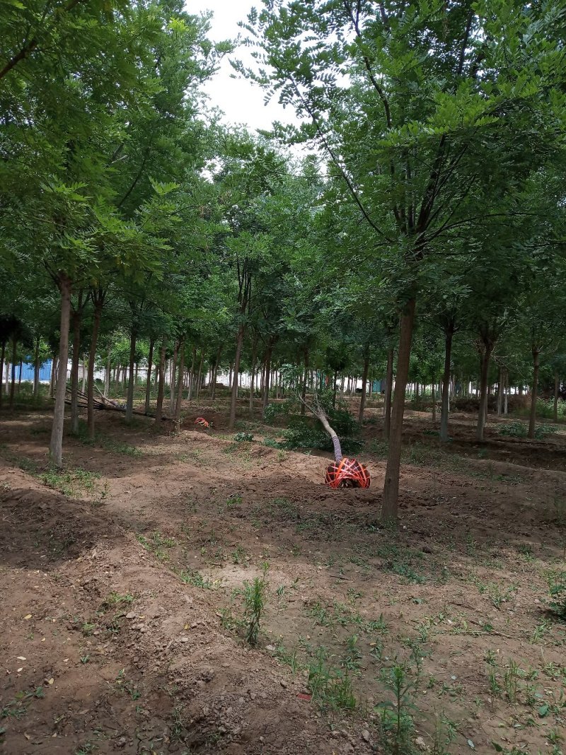 国槐，基地，