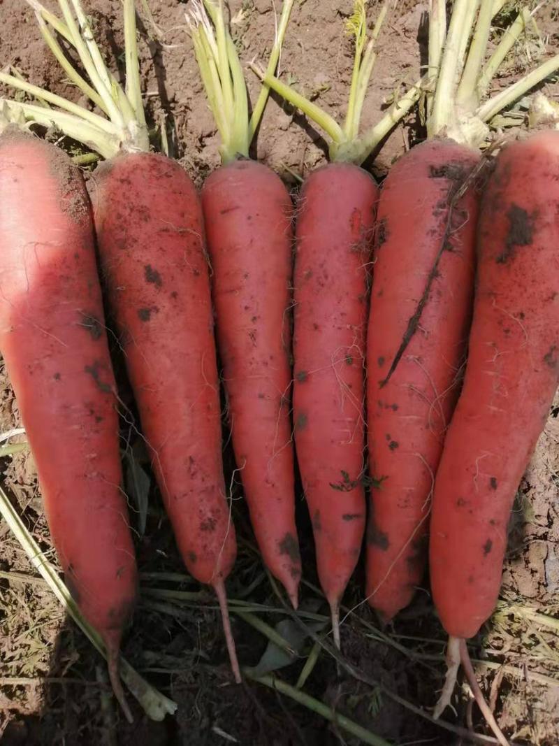 辽宁锦州凌海胡萝卜2两以上带土10厘米以上红！
