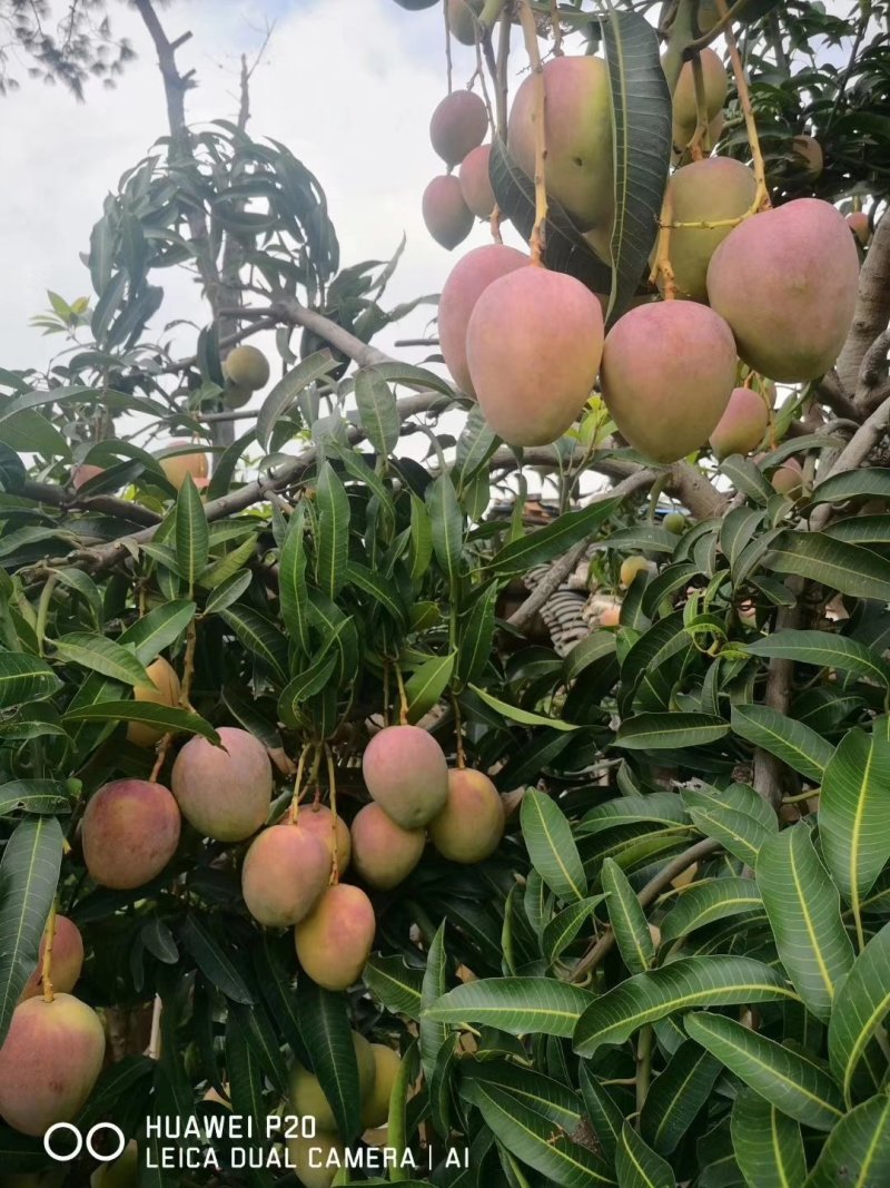 凯特芒果。苹果芒，红像牙芒果，吉露芒果