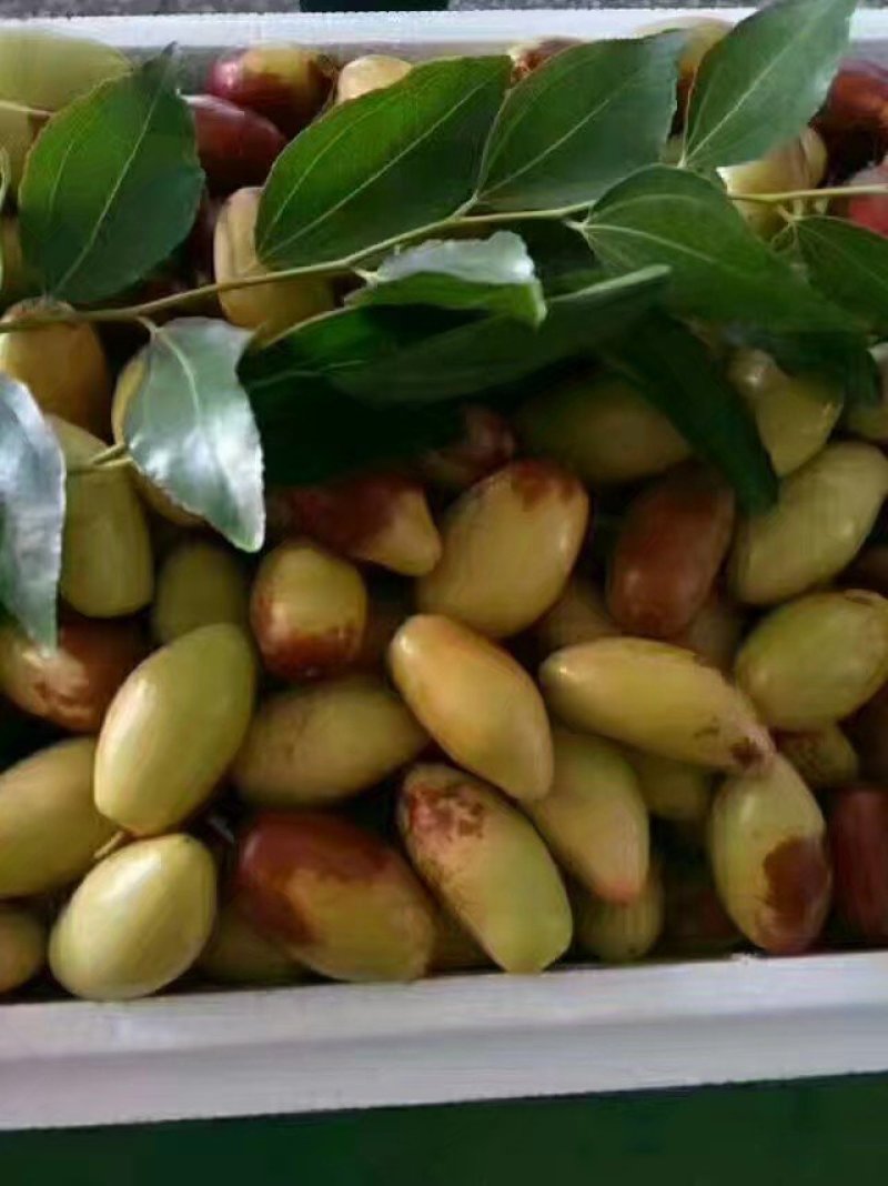 鲜枣