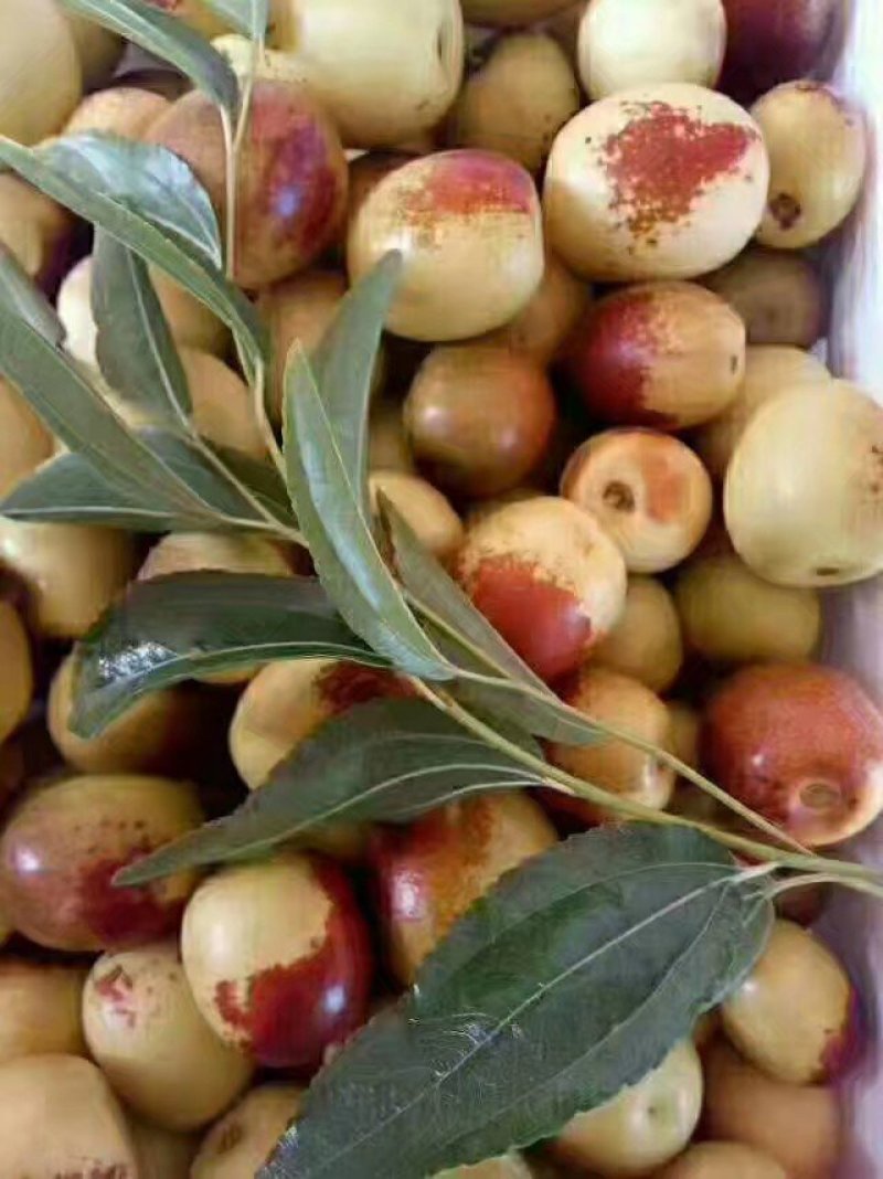 鲜枣