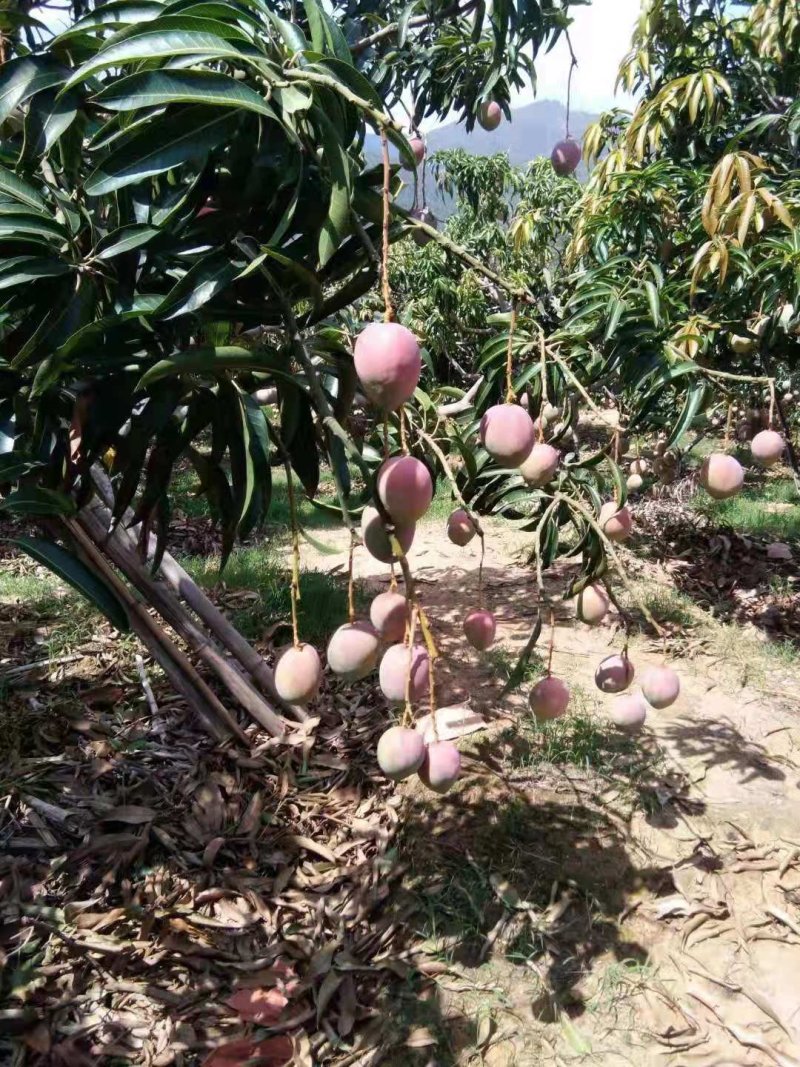 凯特芒果，。红像牙芒果