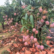 凯特芒果，。红像牙芒果