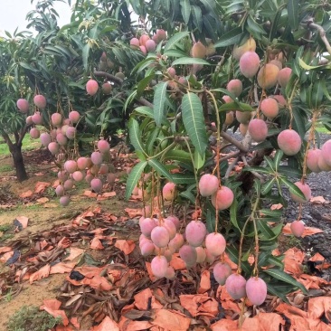 凯特芒果，。红像牙芒果