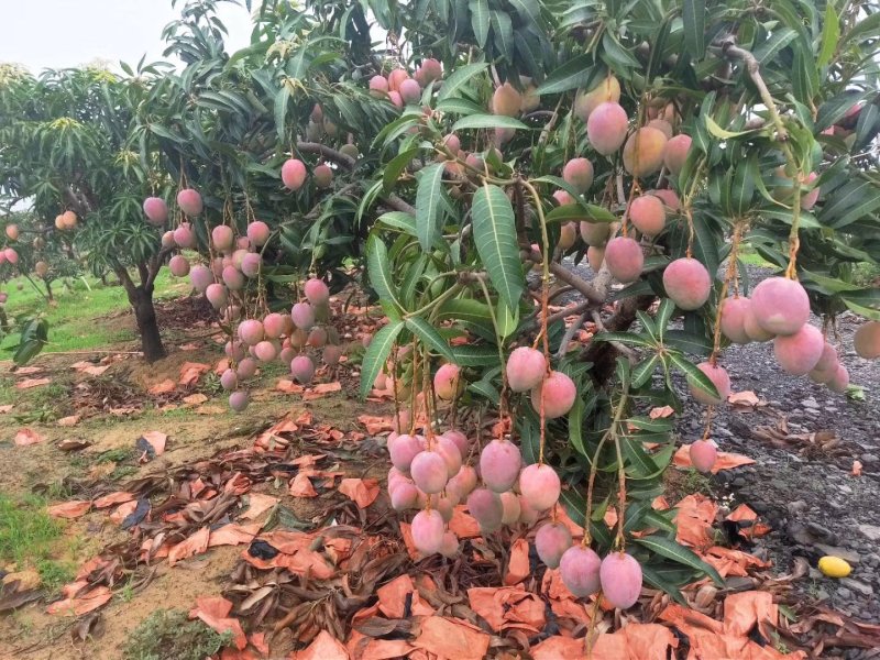 凯特芒果，。红像牙芒果