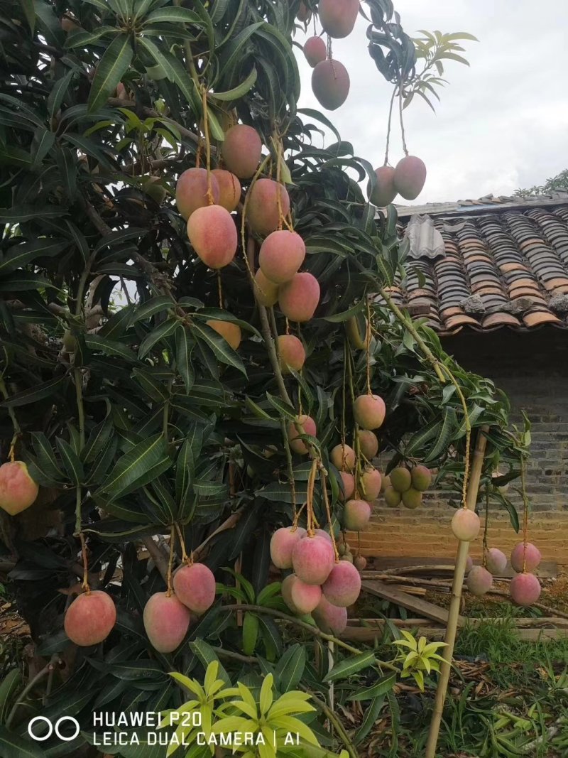 苹果芒。凯特芒果，红像牙芒果吉露