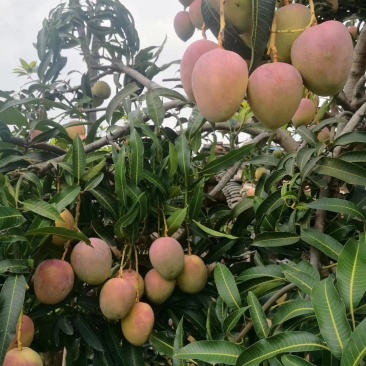 苹果芒，吉露。凯特芒果红像牙芒果