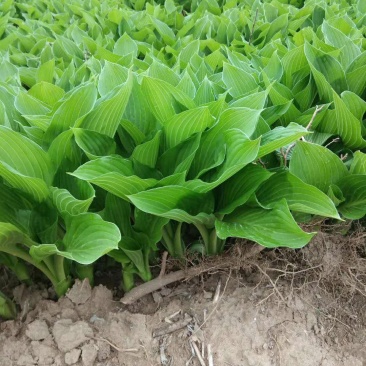 绿化苗草花地被色块玉簪青玉簪花边玉簪紫玉簪苗