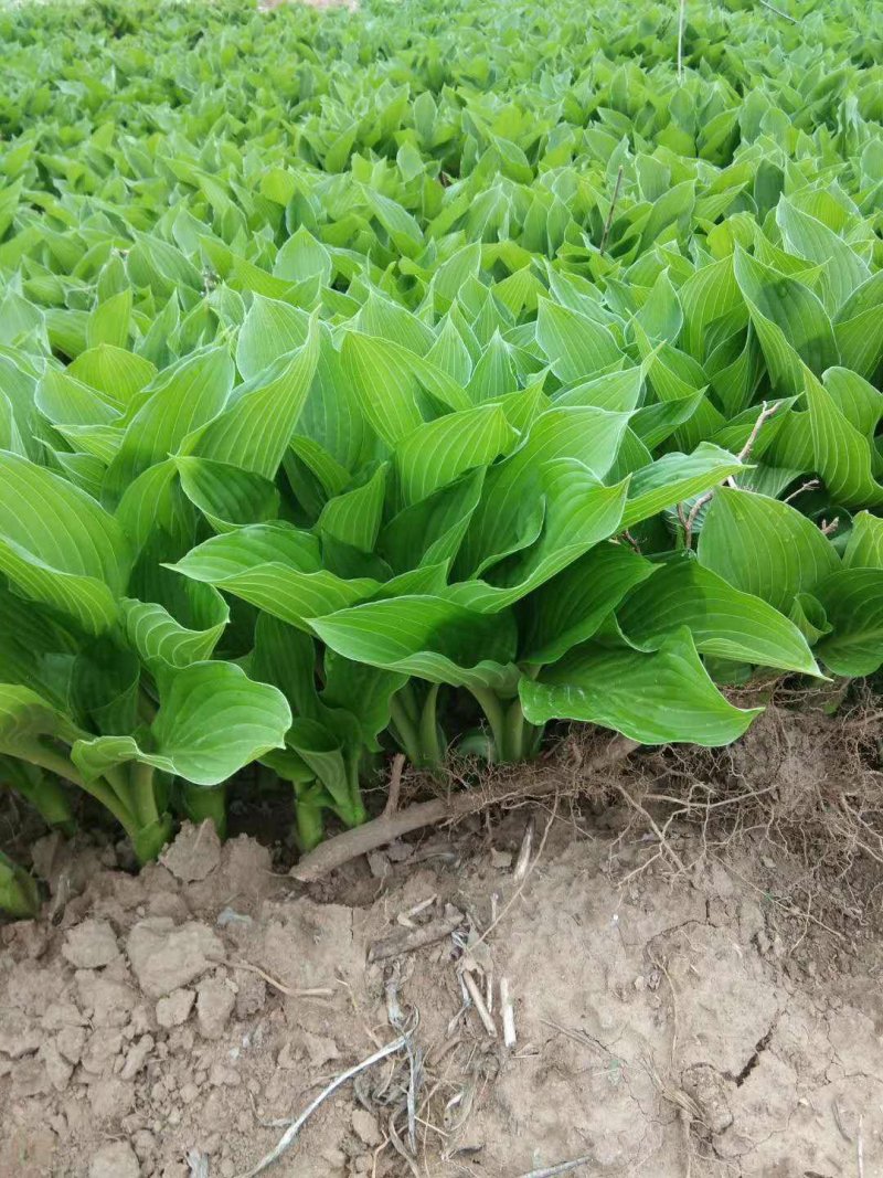 绿化苗草花地被色块玉簪青玉簪花边玉簪紫玉簪苗