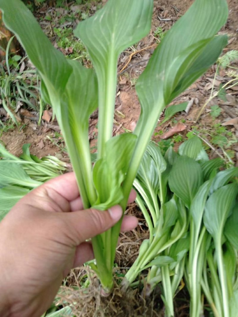 绿化苗草花地被色块玉簪青玉簪花边玉簪紫玉簪苗