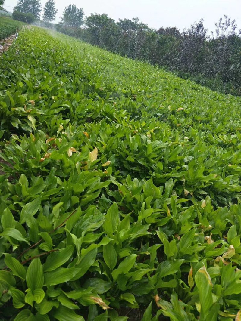 绿化苗草花地被色块玉簪青玉簪花边玉簪紫玉簪苗