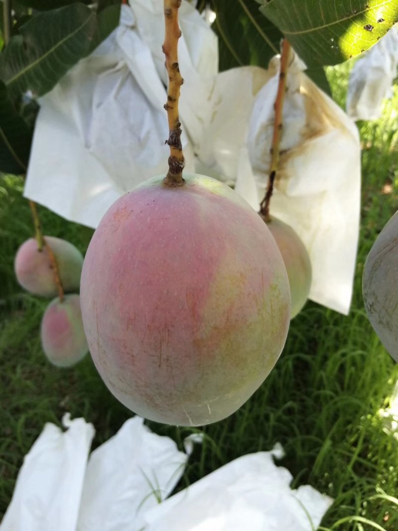 凯特芒果，吉露芒果。红像牙芒果