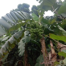 大蕉芭蕉自家种植大量上市