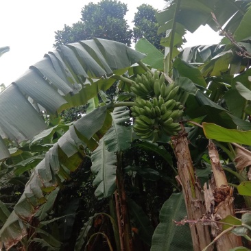 芭蕉大蕉自家种植一手货源便宜又好货