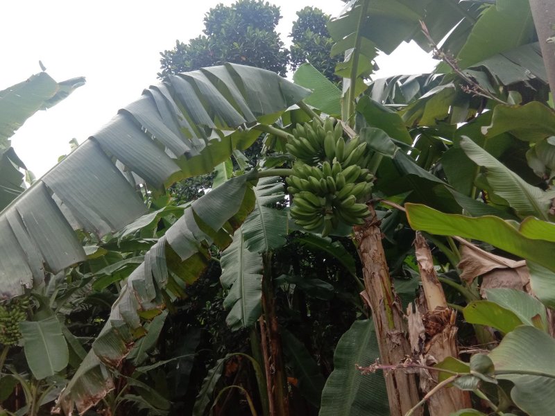 芭蕉大蕉自家种植一手货源便宜又好货