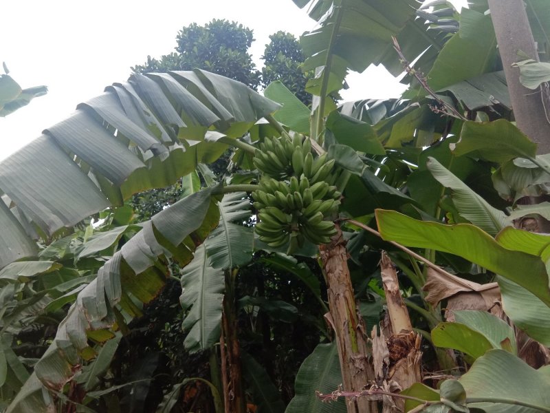 芭蕉大蕉自家种植一手货源便宜又好货