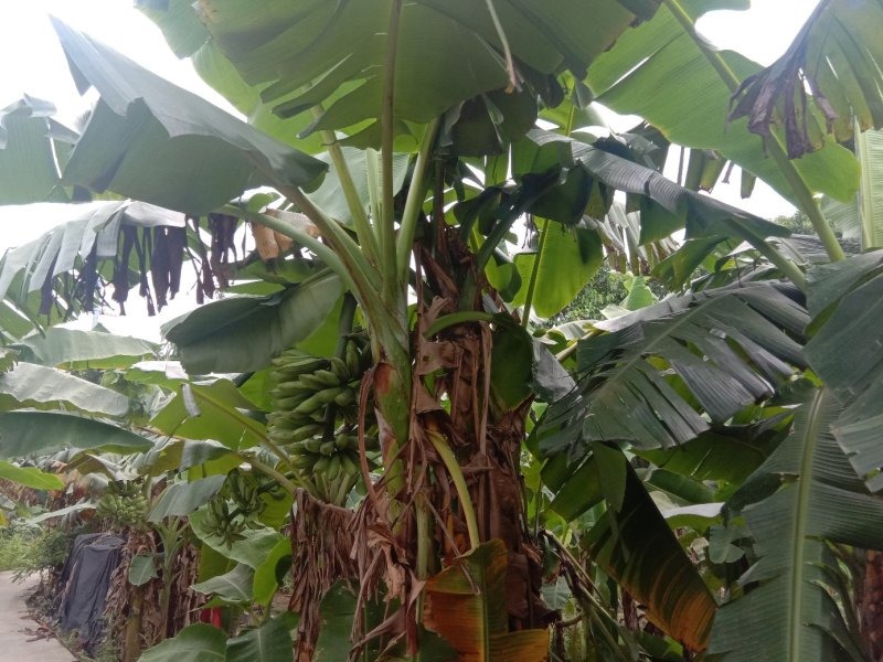 芭蕉大蕉自家种植一手货源便宜又好货