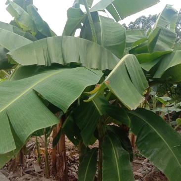 蕉叶大蕉叶芭蕉叶香蕉叶大量供应
