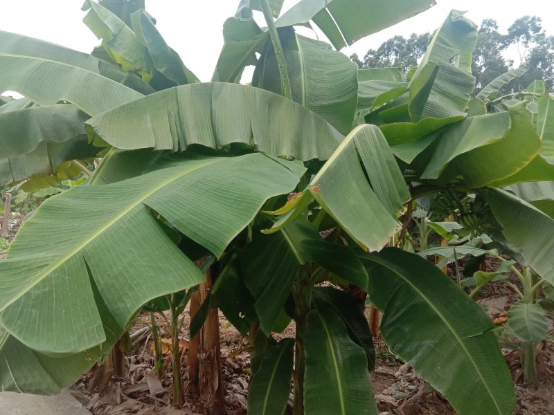 蕉叶大蕉叶芭蕉叶香蕉叶大量供应